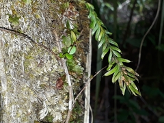 Tmesipteris sigmatifolia