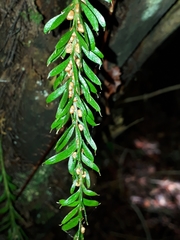 Tmesipteris sigmatifolia