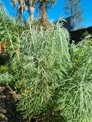 Hymenolepis crithmifolia