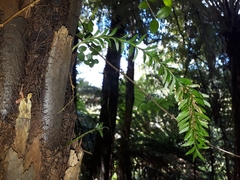 Tmesipteris sigmatifolia