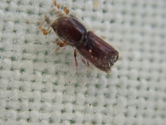 Xylocleptes bispinus