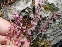 Heuchera pulchella