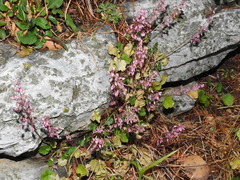 Heuchera pulchella