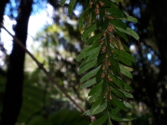Tmesipteris sigmatifolia
