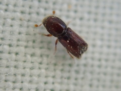 Xylocleptes bispinus