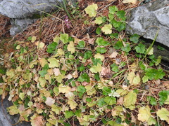 Heuchera pulchella