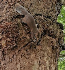 Sciurus carolinensis