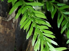 Tmesipteris sigmatifolia