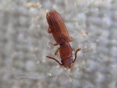 Leptophloeus clematidis