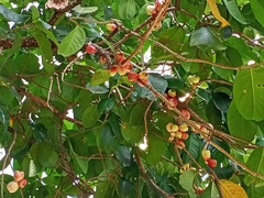 Syzygium aqueum