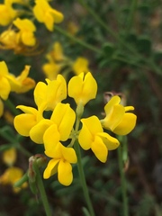 Coronilla minima