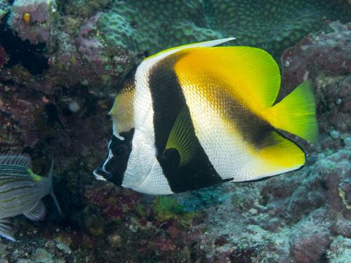 Masked Bannerfish