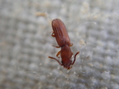 Leptophloeus clematidis