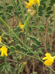 Coronilla minima