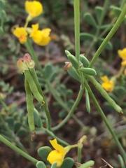 Coronilla minima