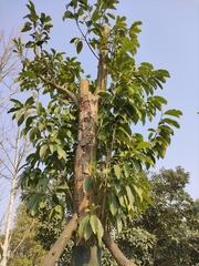 Magnolia chapensis