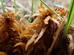 Sphagnum contortum