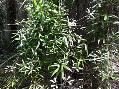 Lygodium articulatum