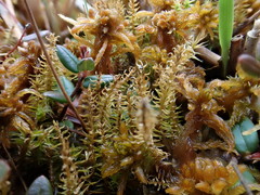 Sphagnum contortum