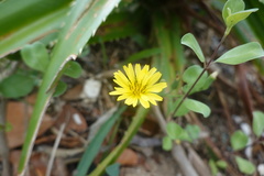 Ixeris