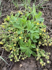 Potentilla heptaphylla
