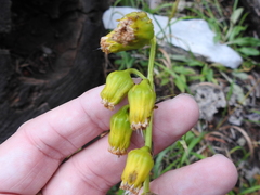 Senecio bigelovii