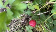 Potentilla hebiichigo