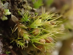 Pleuridium acuminatum