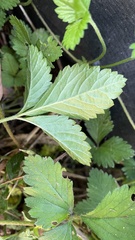 Potentilla hebiichigo