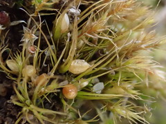 Pleuridium acuminatum