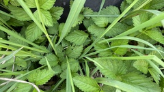 Potentilla hebiichigo