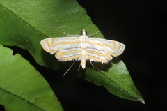 Parapoynx villidalis