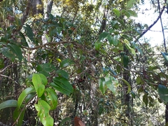 Metrosideros albiflora