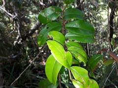 Metrosideros albiflora