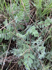 Astragalus dasyanthus