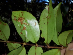 Metrosideros albiflora