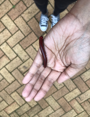 Centrobolus anulatus