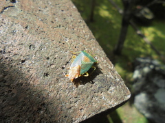 Acanthosoma denticaudum