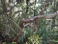 Metrosideros albiflora