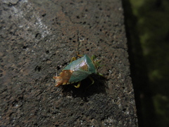 Acanthosoma denticaudum