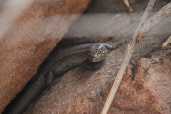 Liopholis personata
