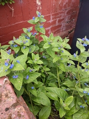 Pentaglottis sempervirens