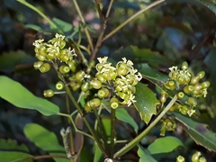 Pseudopanax discolor