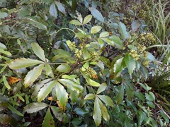 Pseudopanax discolor