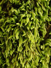 Pterigynandrum filiforme