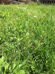 Capsella bursa-pastoris