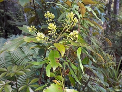 Pseudopanax discolor