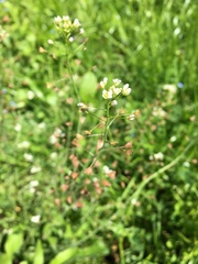 Capsella bursa-pastoris