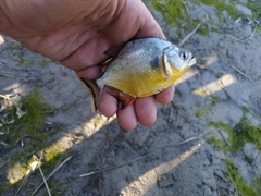 Serrasalmus maculatus