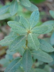 Rhododendron hippophaeoides